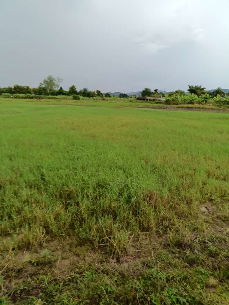ที่ดินเปล่า แม่แตง ขาย ยกแปลง 6 ไร่ สันมหาพล