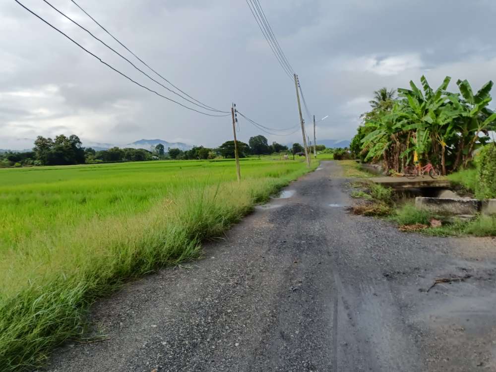 ขายที่นาอำเภอแม่แตงตำบลสันมหาพน  แบ่งแปลงเรียบร้อยแล้ว